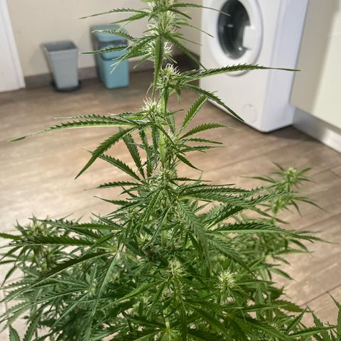 Amnesia skittles automatic  growlog timeline photo