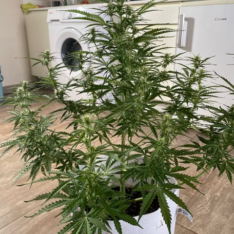Amnesia skittles automatic  growlog timeline photo