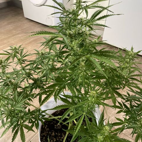 Amnesia skittles automatic  growlog timeline photo