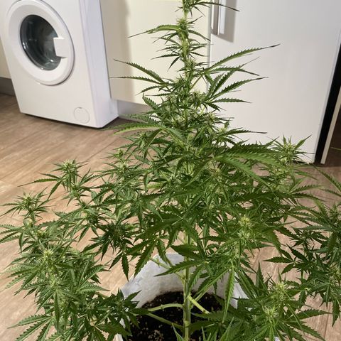 Amnesia skittles automatic  growlog timeline photo