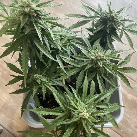 Mohan ram automatic (11L) growlog timeline photo