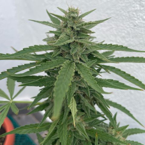 Mohan ram automatic  (7L) growlog timeline photo