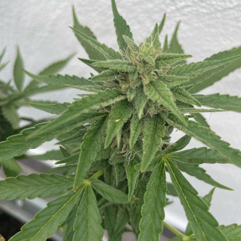 Mohan ram automatic  (7L) growlog timeline photo