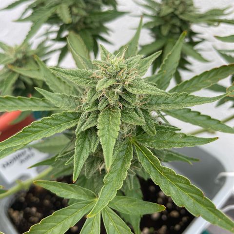 Mohan ram automatic  (7L) growlog timeline photo