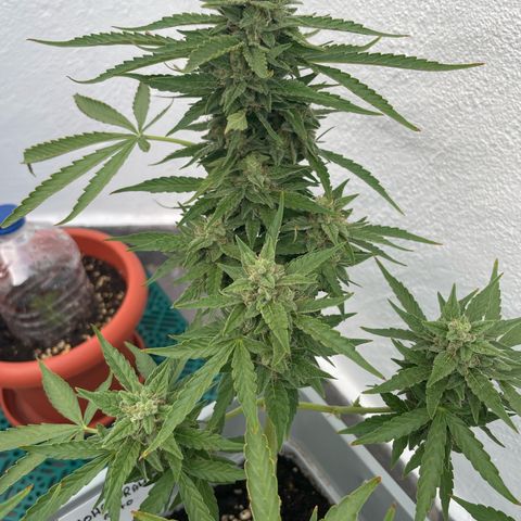 Mohan ram automatic  (7L) growlog timeline photo