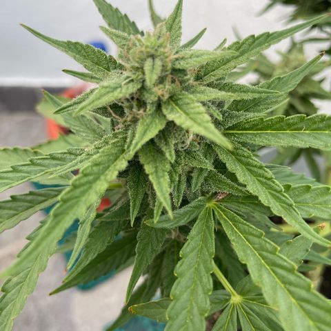 Mohan ram automatic  (7L) growlog timeline photo