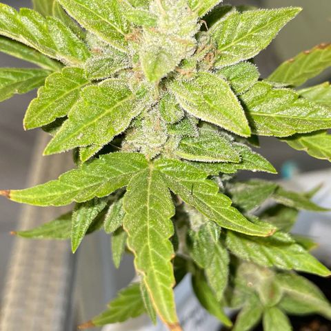 Daiquiri Automatic (11L white pot) growlog photo: Harvest day 