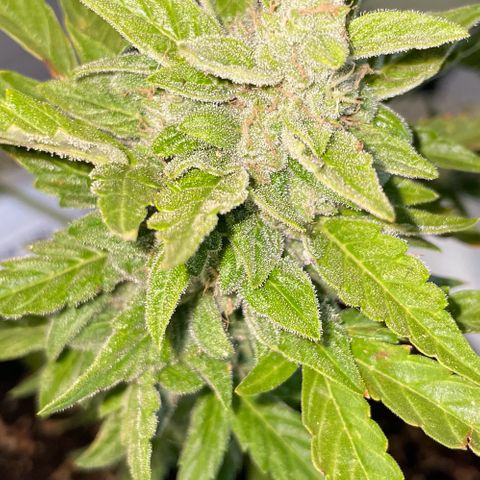 Daiquiri Automatic (11L white pot) growlog photo: Harvest day 