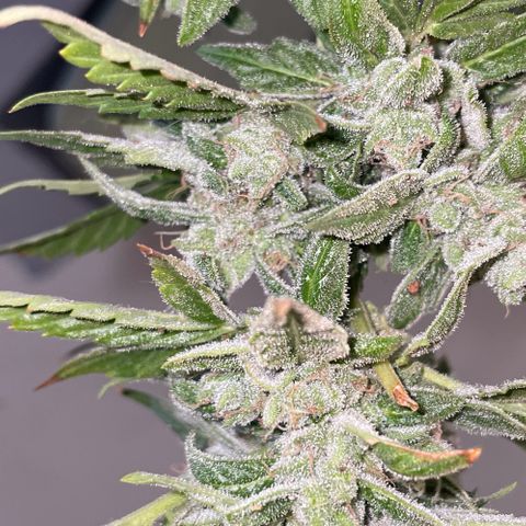 Daiquiri Automatic (11L white pot) growlog photo: Harvest day 