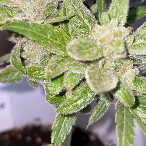 Daiquiri Automatic (11L white pot) growlog photo: Harvest day 