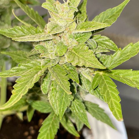 Daiquiri Automatic (11L white pot) growlog photo: Harvest day 