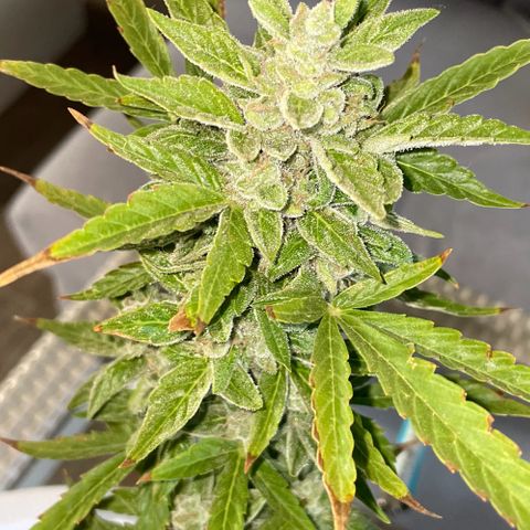 Daiquiri Automatic (11L white pot) growlog photo: Harvest day 