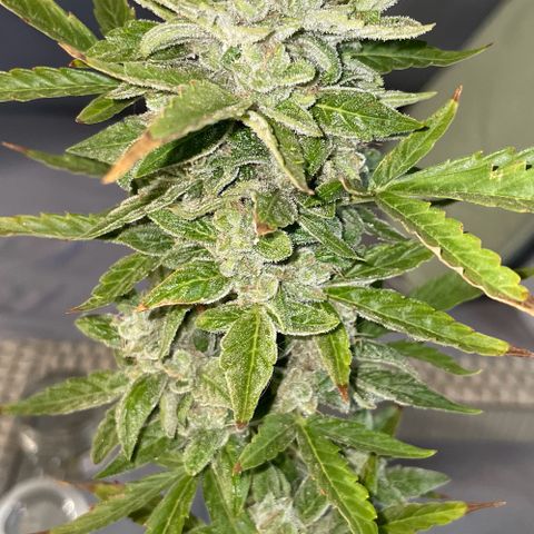 Daiquiri Automatic (11L white pot) growlog photo: Harvest day 