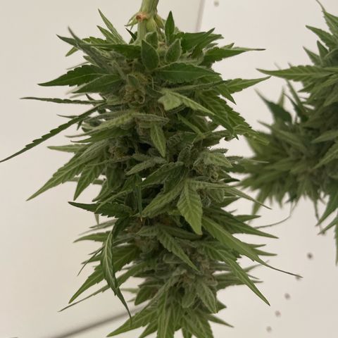 Mohan ram automatic  (7L) growlog timeline photo