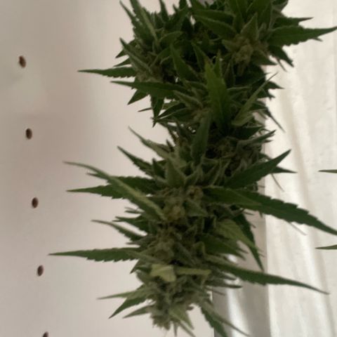 Mohan ram automatic (11L) growlog timeline photo