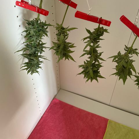 Daiquiri Automatic (11L white pot) growlog timeline photo