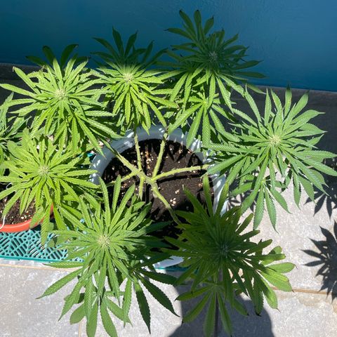 Do-si-dos (experimental) growlog photo: Problems with heatstress in the past week. 