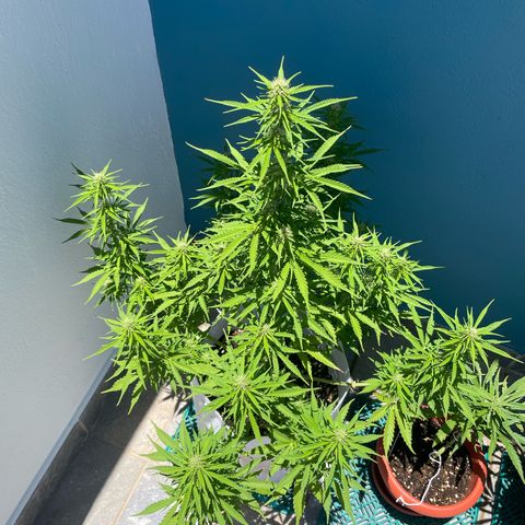 Amnesia skittles automatic  growlog timeline photo