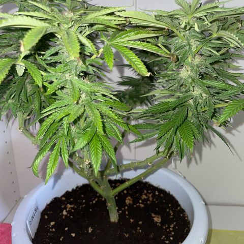 Do-si-dos (experimental) growlog timeline photo