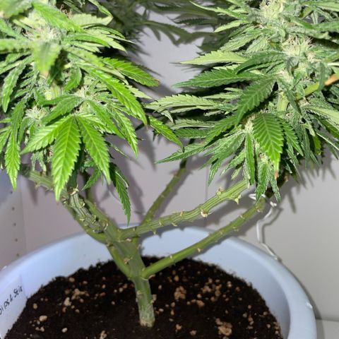 Do-si-dos (experimental) growlog timeline photo