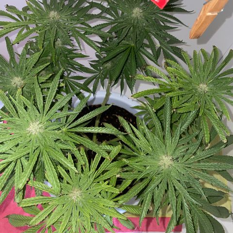 Do-si-dos (experimental) growlog timeline photo