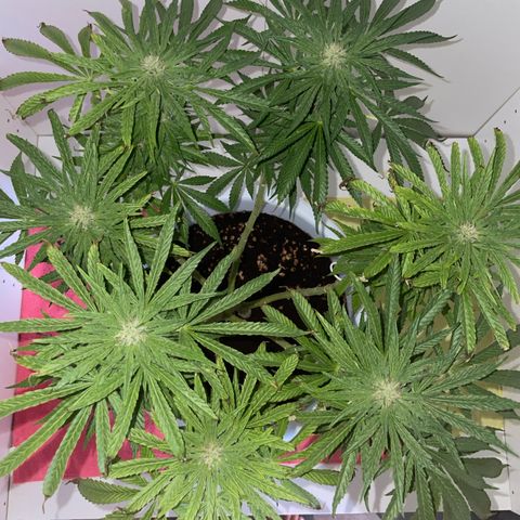 Do-si-dos (experimental) growlog timeline photo