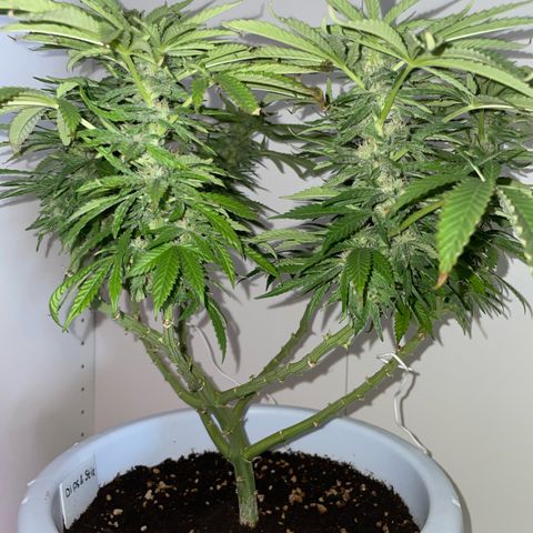 Do-si-dos (experimental) growlog timeline photo