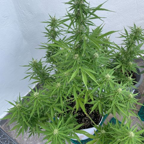 Amnesia skittles automatic  growlog timeline photo