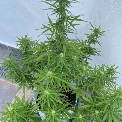 Amnesia skittles automatic  growlog timeline photo