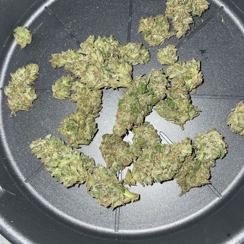 Daiquiri Automatic (11L white pot) growlog photo: Small yield. Would have been more if the wind was not destroying the plants by smashing them everywhere. Also 2th daiquiri died because of the wind. Halving my yield for this strain. 