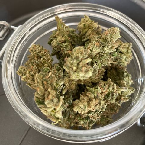 Daiquiri Automatic (11L white pot) growlog photo: Small yield. Would have been more if the wind was not destroying the plants by smashing them everywhere. Also 2th daiquiri died because of the wind. Halving my yield for this strain. 