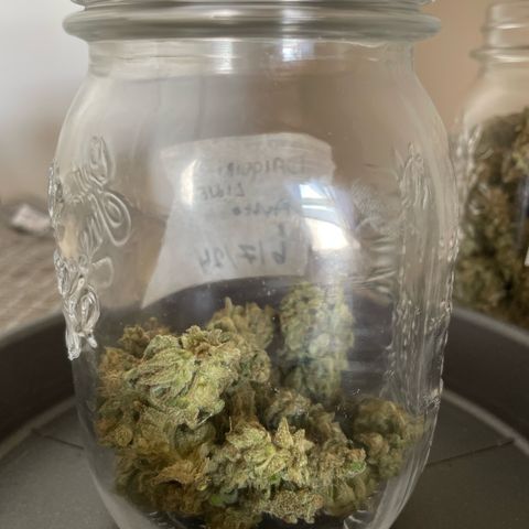Daiquiri Automatic (11L white pot) growlog photo: Small yield. Would have been more if the wind was not destroying the plants by smashing them everywhere. Also 2th daiquiri died because of the wind. Halving my yield for this strain. 