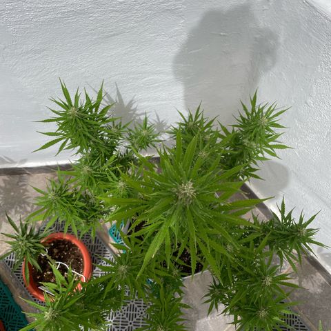Amnesia skittles automatic  growlog timeline photo