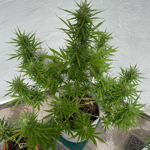 Amnesia skittles automatic  growlog timeline photo