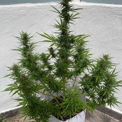 Amnesia skittles automatic  growlog timeline photo
