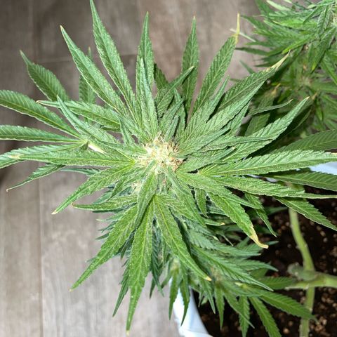 Do-si-dos (experimental) growlog timeline photo