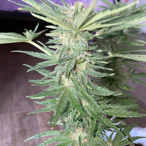 Do-si-dos (experimental) growlog timeline photo