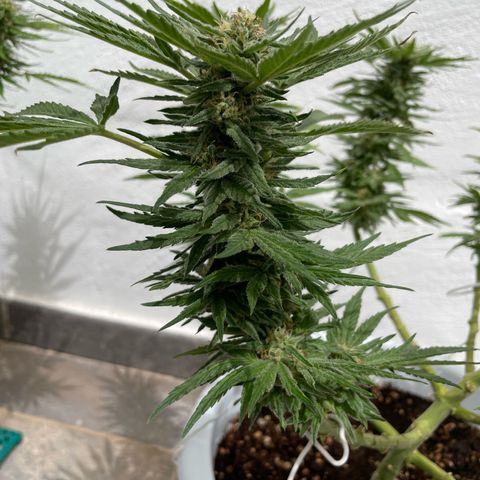 Do-si-dos (experimental) growlog timeline photo