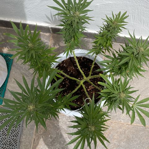 Do-si-dos (experimental) growlog timeline photo