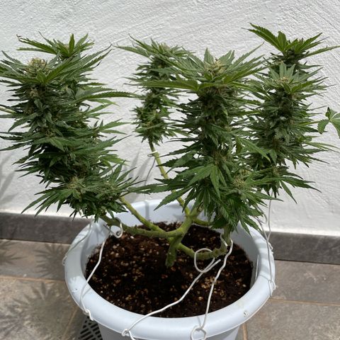 Do-si-dos (experimental) growlog timeline photo