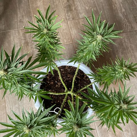 Do-si-dos (experimental) growlog timeline photo