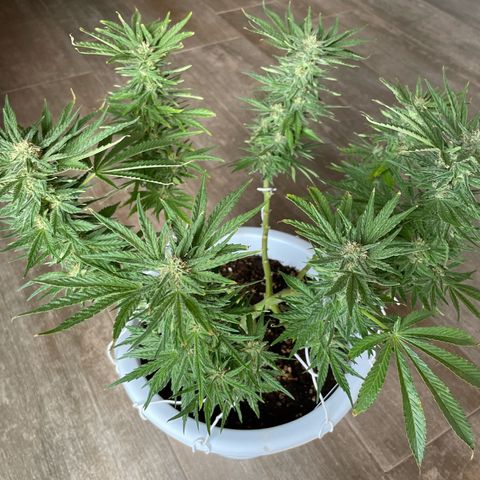 Do-si-dos (experimental) growlog timeline photo