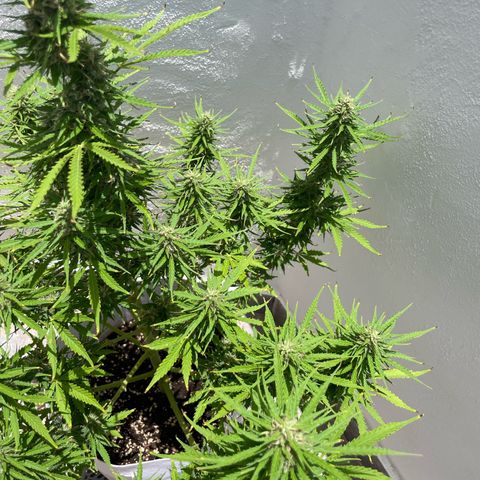 Amnesia skittles automatic  growlog timeline photo