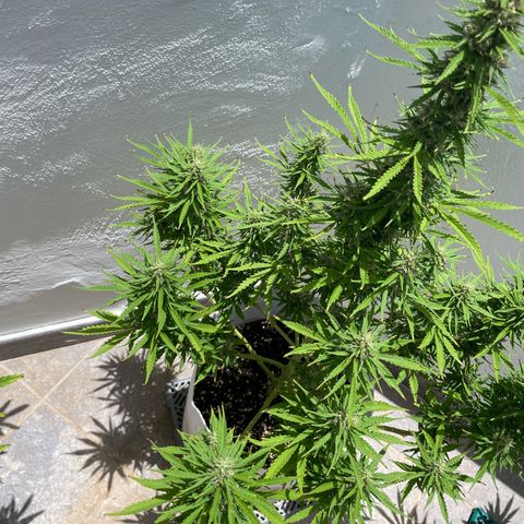 Amnesia skittles automatic  growlog timeline photo