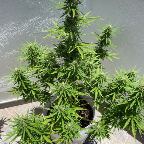 Amnesia skittles automatic  growlog timeline photo