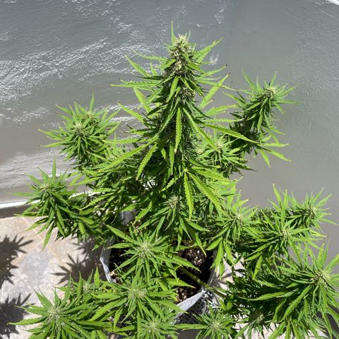 Amnesia skittles automatic  growlog timeline photo