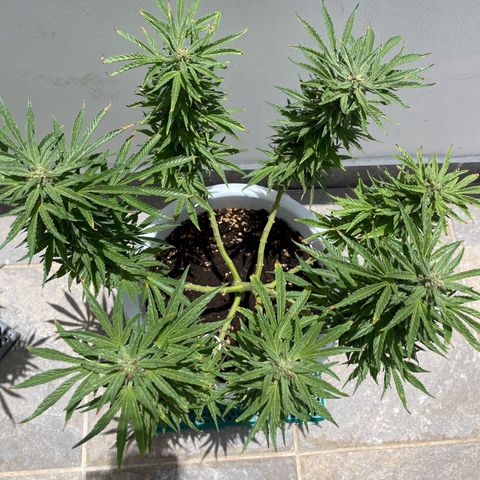 Do-si-dos (experimental) growlog photo: Looking back to full health. No new burns on
The tops or leaves turning brown silver haze has the same issue now. I assume overfeeding, underwater and pests.