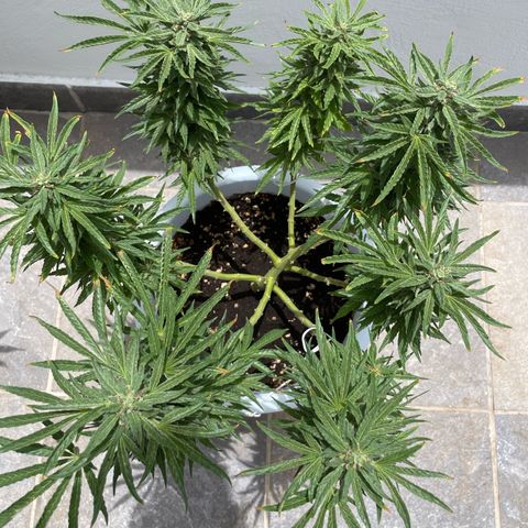 Do-si-dos (experimental) growlog timeline photo