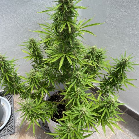 Amnesia skittles automatic  growlog timeline photo