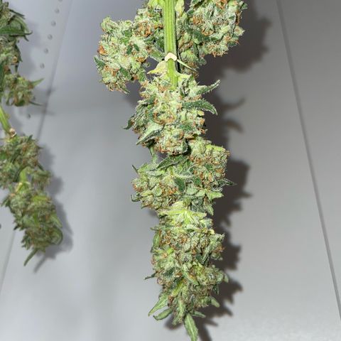 Do-si-dos (experimental) growlog timeline photo